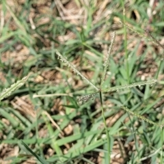 Cynodon dactylon at Flea Bog Flat, Bruce - 13 Dec 2023