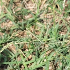 Cynodon dactylon at Flea Bog Flat, Bruce - 13 Dec 2023