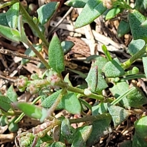 Einadia nutans at Flea Bog Flat, Bruce - 13 Dec 2023