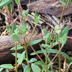 Einadia nutans at Flea Bog Flat, Bruce - 13 Dec 2023