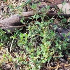 Einadia nutans at Flea Bog Flat, Bruce - 13 Dec 2023