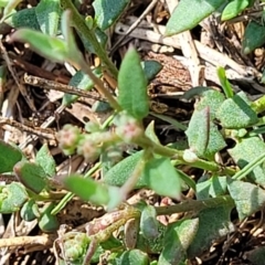 Einadia nutans at Flea Bog Flat, Bruce - 13 Dec 2023