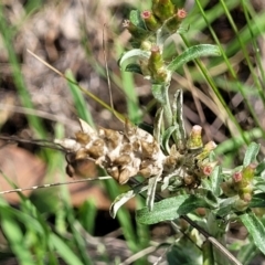 Gamochaeta impatiens (A cudweed) at Flea Bog Flat, Bruce - 13 Dec 2023 by trevorpreston