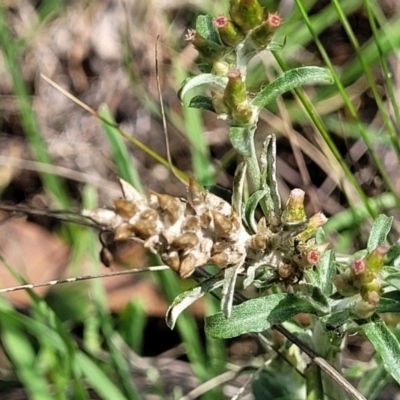 Gamochaeta impatiens (A cudweed) at Flea Bog Flat, Bruce - 12 Dec 2023 by trevorpreston