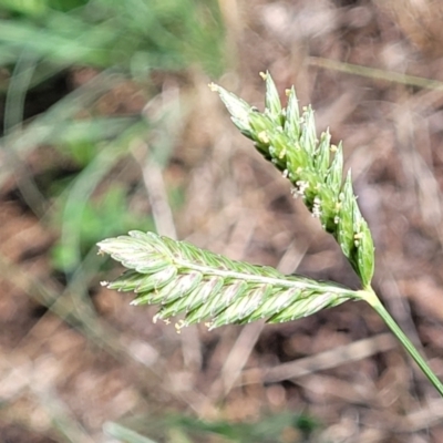 Eleusine tristachya (Goose Grass, Crab Grass, American Crows-Foot Grass) at Flea Bog Flat, Bruce - 12 Dec 2023 by trevorpreston