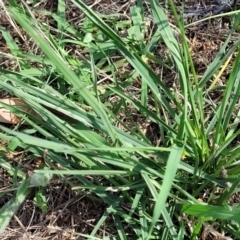 Eleusine tristachya at Bruce Ridge to Gossan Hill - 13 Dec 2023