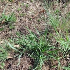 Eleusine tristachya at Bruce Ridge to Gossan Hill - 13 Dec 2023