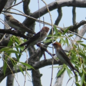 Petrochelidon ariel at Jerrabomberra Wetlands - 12 Dec 2023 01:34 PM