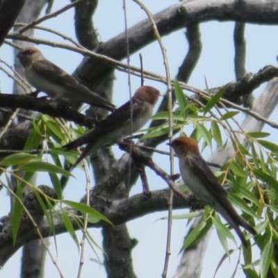 Petrochelidon ariel (Fairy Martin) at Jerrabomberra Wetlands - 12 Dec 2023 by Christine