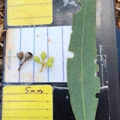 Eucalyptus melliodora (Yellow Box) at Kambah, ACT - 13 Dec 2023 by Steve818