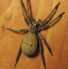 Mituliodon tarantulinus (Prowling Spider) at Pollinator-friendly garden Conder - 7 Oct 2023 by michaelb