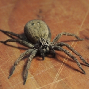 Mituliodon tarantulinus at Pollinator-friendly garden Conder - 7 Oct 2023