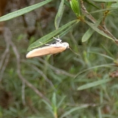 Philobota (genus) at Queanbeyan West, NSW - 12 Dec 2023 by Paul4K