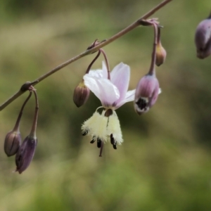 Arthropodium milleflorum at QPRC LGA - 13 Dec 2023 11:02 AM