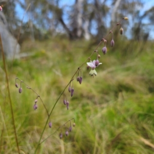 Arthropodium milleflorum at QPRC LGA - 13 Dec 2023 11:02 AM