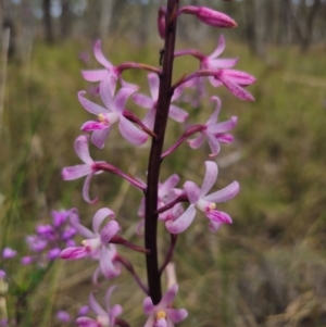 Dipodium roseum at QPRC LGA - 13 Dec 2023