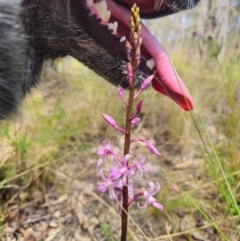 Dipodium roseum at QPRC LGA - 13 Dec 2023