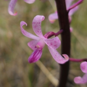 Dipodium roseum at QPRC LGA - 13 Dec 2023