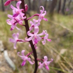 Dipodium roseum at QPRC LGA - 13 Dec 2023