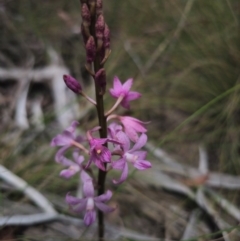 Dipodium roseum at QPRC LGA - 13 Dec 2023