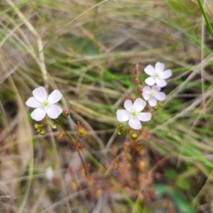 Drosera auriculata at QPRC LGA - 13 Dec 2023