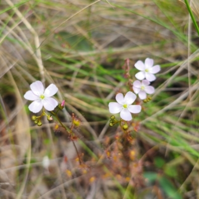 Drosera auriculata (Tall Sundew) at QPRC LGA - 13 Dec 2023 by Csteele4