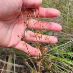 Drosera auriculata at QPRC LGA - 13 Dec 2023