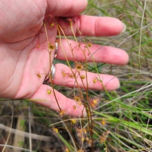 Drosera auriculata at QPRC LGA - 13 Dec 2023