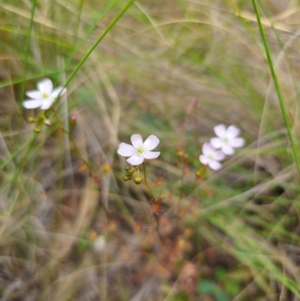 Drosera auriculata at QPRC LGA - 13 Dec 2023