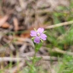 Epilobium billardiereanum (Willowherb) at QPRC LGA - 13 Dec 2023 by Csteele4