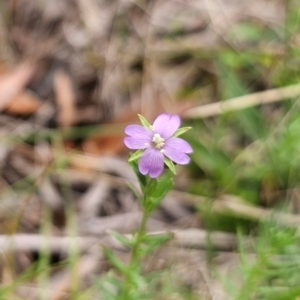 Epilobium billardiereanum at QPRC LGA - 13 Dec 2023