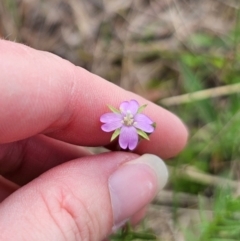 Epilobium billardiereanum at QPRC LGA - 13 Dec 2023