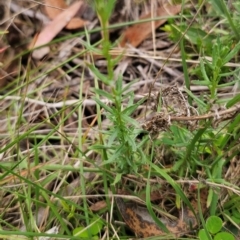 Epilobium billardiereanum at QPRC LGA - 13 Dec 2023