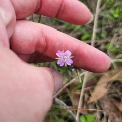 Epilobium billardiereanum at QPRC LGA - 13 Dec 2023 11:05 AM