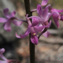 Dipodium roseum (Rosy Hyacinth Orchid) at QPRC LGA - 13 Dec 2023 by Csteele4