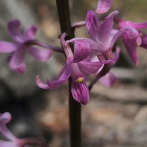 Dipodium roseum at QPRC LGA - 13 Dec 2023