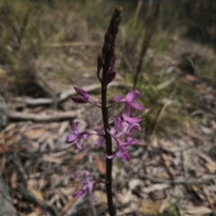 Dipodium roseum at QPRC LGA - 13 Dec 2023