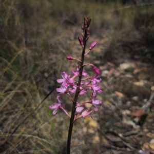 Dipodium roseum at QPRC LGA - 13 Dec 2023