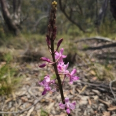 Dipodium roseum at QPRC LGA - suppressed