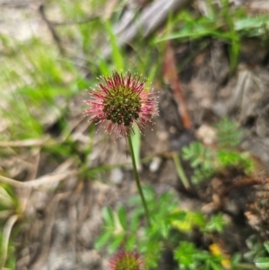 Acaena novae-zelandiae at QPRC LGA - 13 Dec 2023