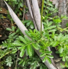 Acaena novae-zelandiae at QPRC LGA - 13 Dec 2023