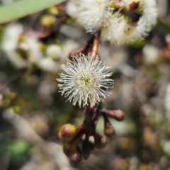 Eucalyptus pauciflora subsp. pauciflora at QPRC LGA - 13 Dec 2023