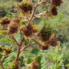 Rubus anglocandicans (Blackberry) at Tuggeranong, ACT - 12 Dec 2023 by Jmetcalfe001