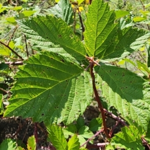 Rubus anglocandicans at Point Hut to Tharwa - 13 Dec 2023