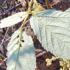 Rubus anglocandicans at Point Hut to Tharwa - 13 Dec 2023