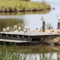 Threskiornis molucca (Australian White Ibis) at Gordon, ACT - 12 Dec 2023 by RodDeb