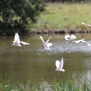 Threskiornis molucca at Point Hut Pond - 12 Dec 2023