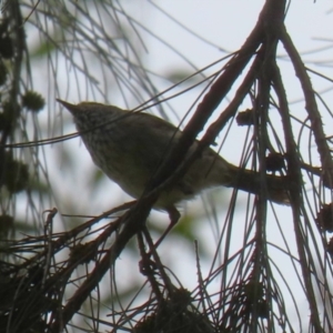 Acanthiza pusilla at Point Hut Pond - 12 Dec 2023