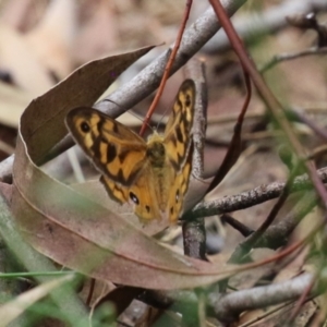 Heteronympha merope at Point Hut Pond - 12 Dec 2023