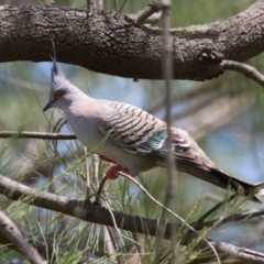 Ocyphaps lophotes (Crested Pigeon) at Gordon, ACT - 12 Dec 2023 by RodDeb